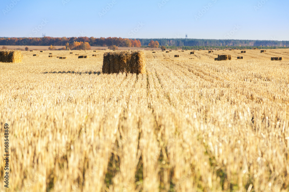 Fototapeta premium Bales of hay scattered around on field