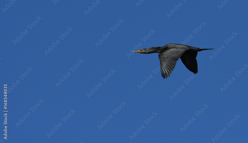 Double crested Cormorant in flight