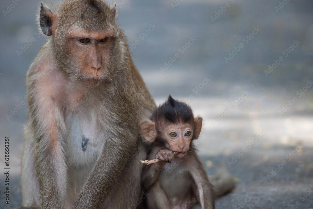 Naklejka premium 可愛いサル