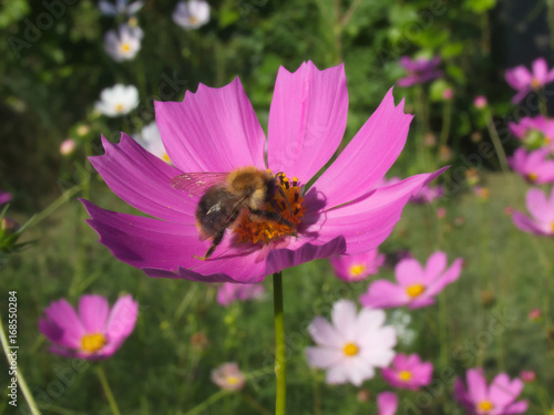 Bumble-bee on a pink cosmos flower