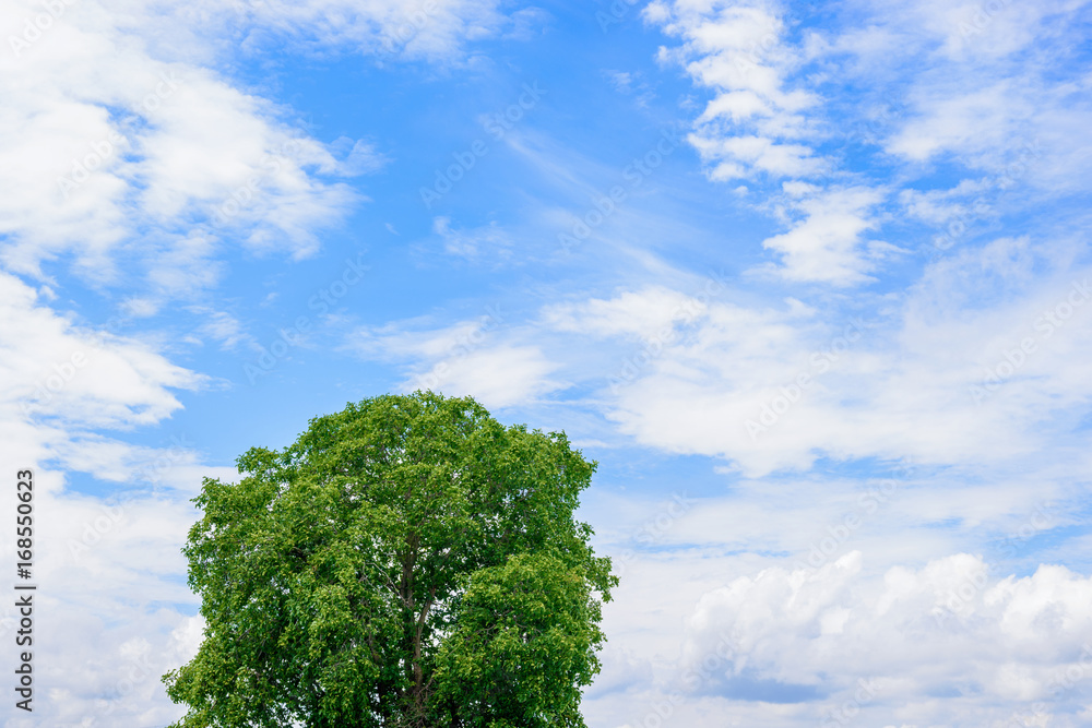 Obraz premium 胡桃の木と青空と雲