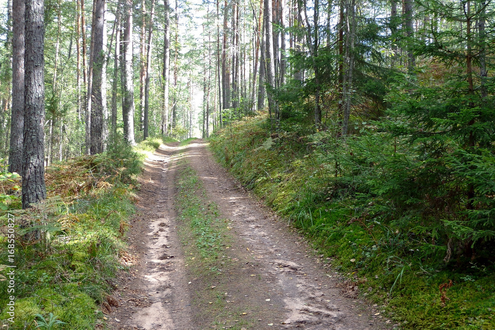 View of the forest road in the sunny day View of the forest road in the sunny day