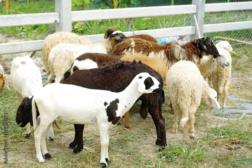 Sheep in farm at Thailand