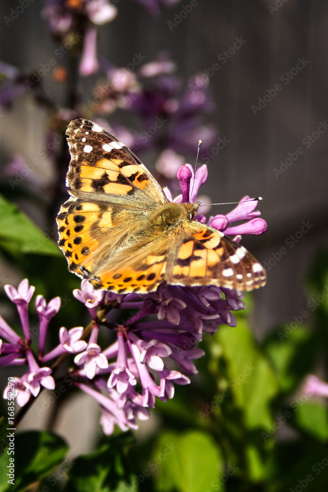 Painted lady butterfly sipping nectar from lilac blossoms Painted lady butterfly sipping nectar from lilac blossoms