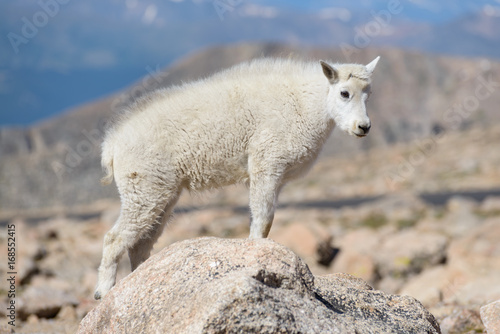 Mountain Goats in the Colorado Rocky Mountains © Gary