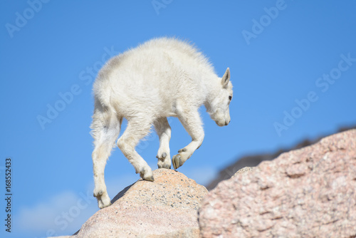 Baby Mountain Goat - Mountain Goats in the Colorado Rocky Mountains