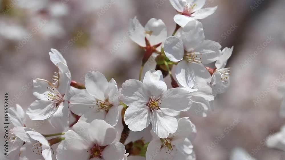 桜クローズアップ 桜クローズアップ