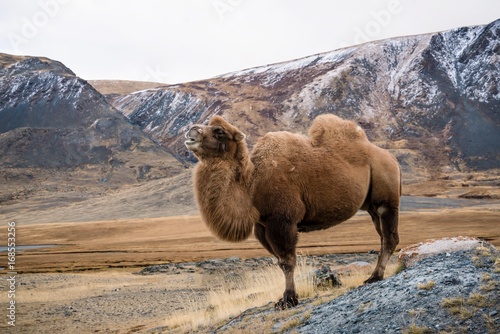 Camel standing proudly in mountain landscape 