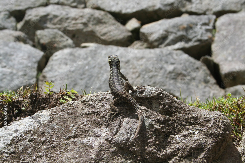 Lagarto Peru Lagarto Peru