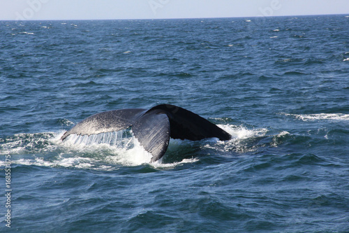 Whale Fluke  © Laurinda