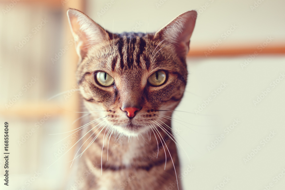 Closeup portrait of cute adorable tabby cat with stripes and yellow green eyes looking in camera. Domestic pet indoors at home. Toned with Instagram retro filters, lifestyle.