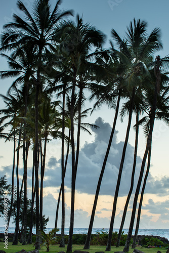 Palms © Chris