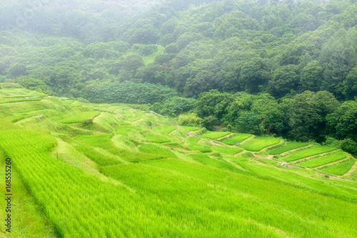 棚田の風景