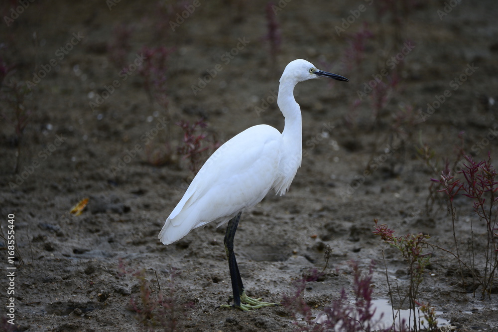 Obraz premium egrets