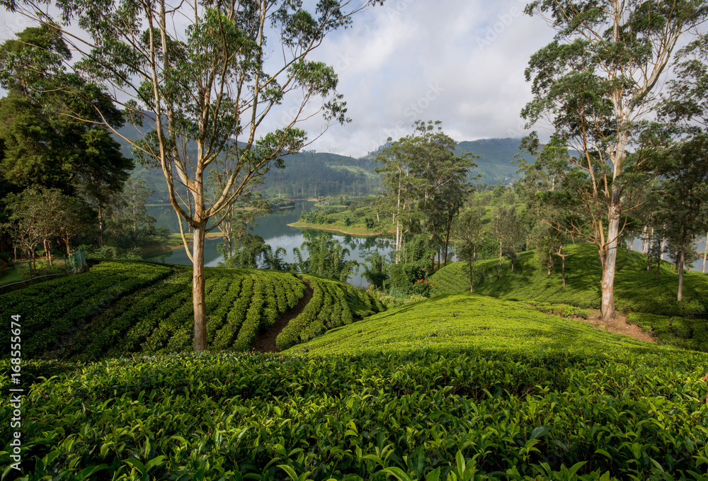 Tea fields of hatton sri lanka
