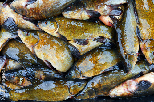 Foto Fresh fish catch on sale