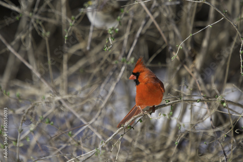 Red Male Cardinal Sitting on Russian olive bush during winter.