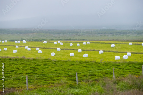 Hay bales in white plastic film stacked on a huge field in farm at Iceland. 