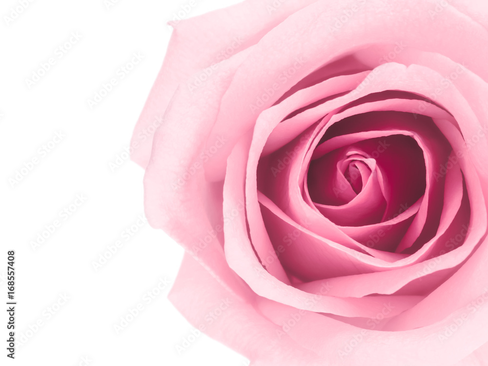 Top view and close-up image of beautiful pink rose flower with copy space. Valentine day, love and wedding concept Top view and close-up image of beautiful pink rose flower with copy space. Valentine day, love and wedding concept