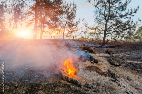 Development of forest fire. Flame is starting trunk damage.