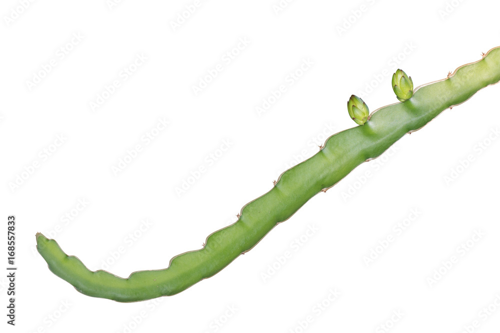 Naklejka premium Dragon fruit tree plant isolated on white background, clipping path.