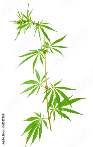 Cannabis  marijuana  plants