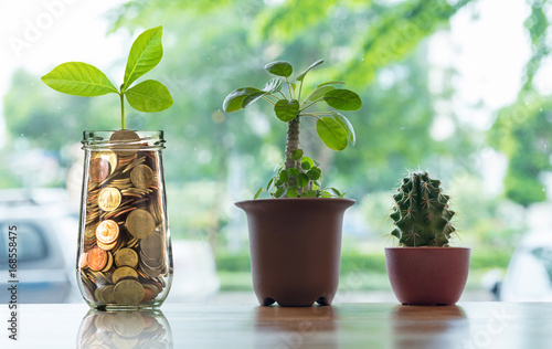 Gold coins and seed in clear bottle with Cactus in pot on the wooden table over the photo blurred background, Business investment growth concept