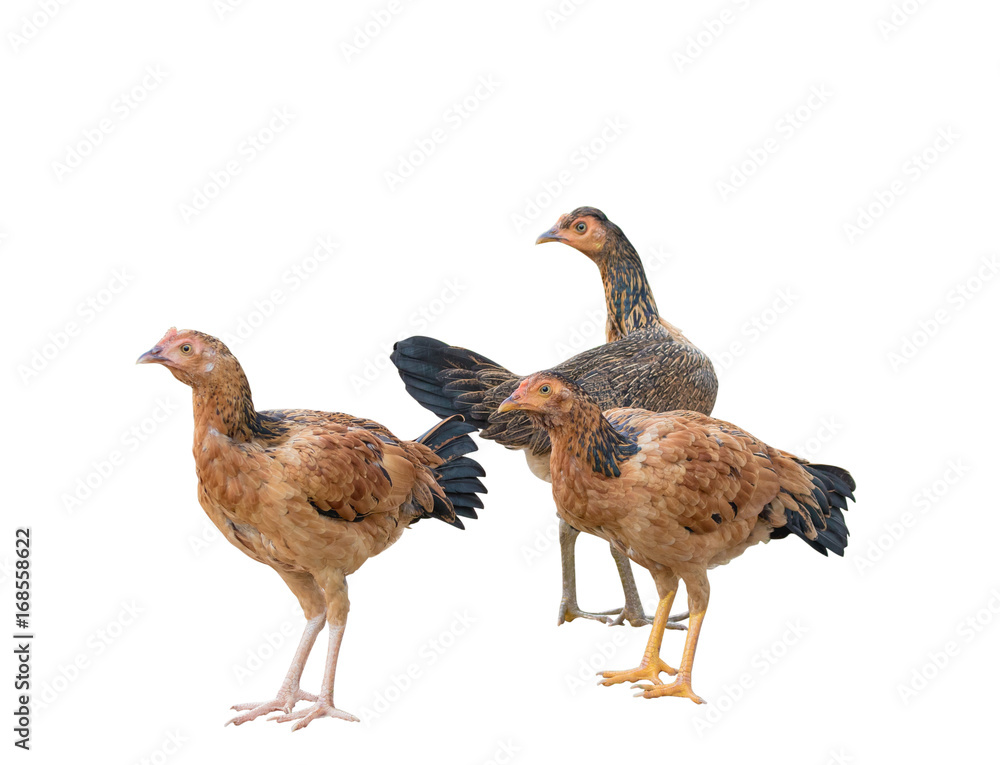 Three hen on a white background with clipping path.