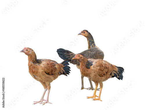 Three hen on a white background with clipping path.