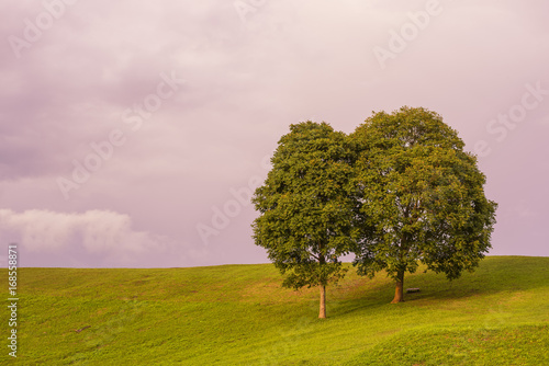 Twin tree with green grass field