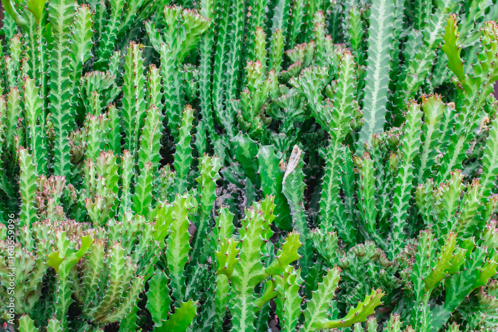 Green cereus cactus texture background Green cereus cactus texture background