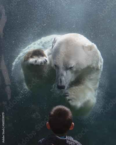 фотографія Child's unexpected encounter  with a curious polar bear 3