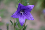 Summer background - beautiful purple gentle flowers bells