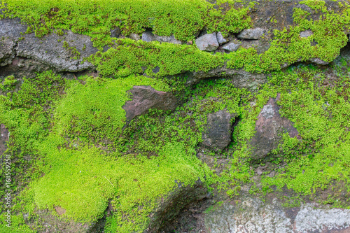 Green moss texture background on the rock in nature forest