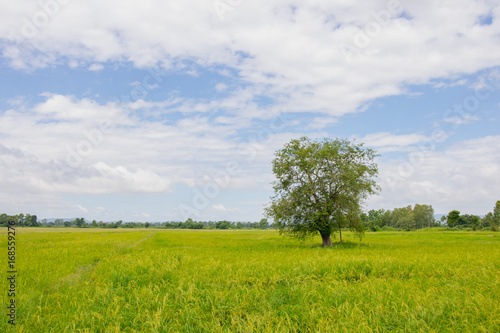 The tree is surrounded by green and yellow rice fields with blue sky.