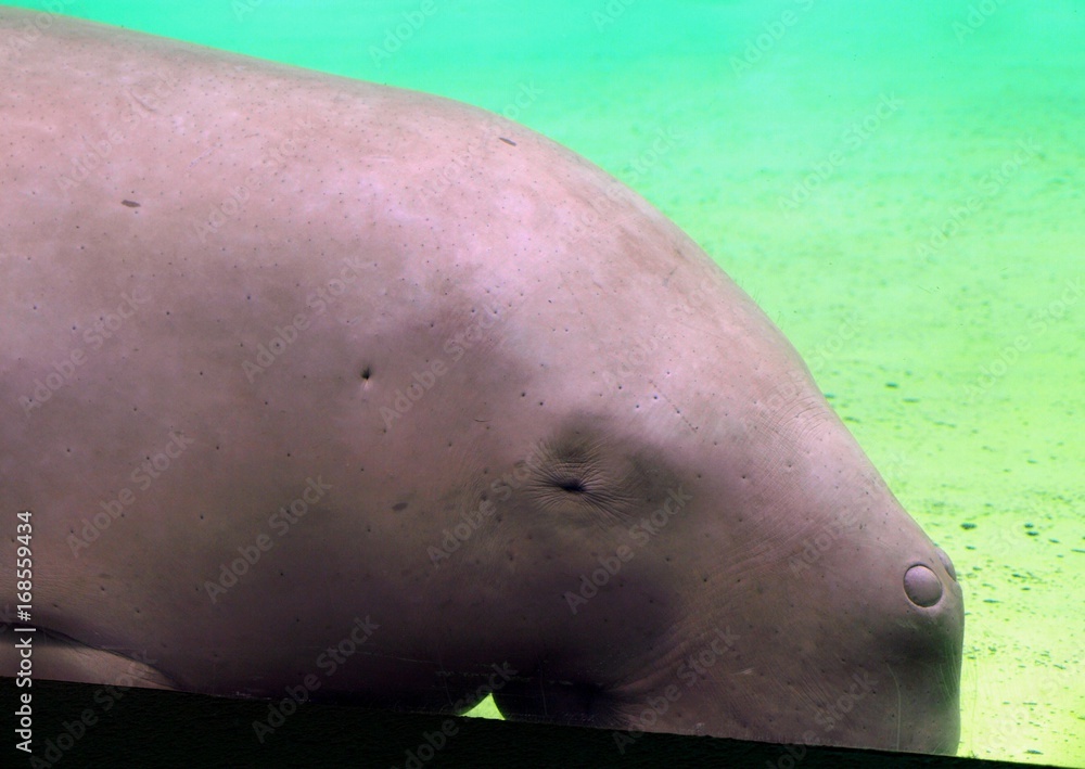 Fototapeta premium ジュゴン 睡眠中 生き物