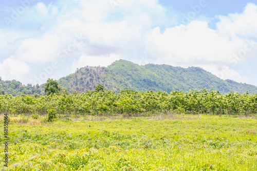 Green rubber plantation with mountains in the background