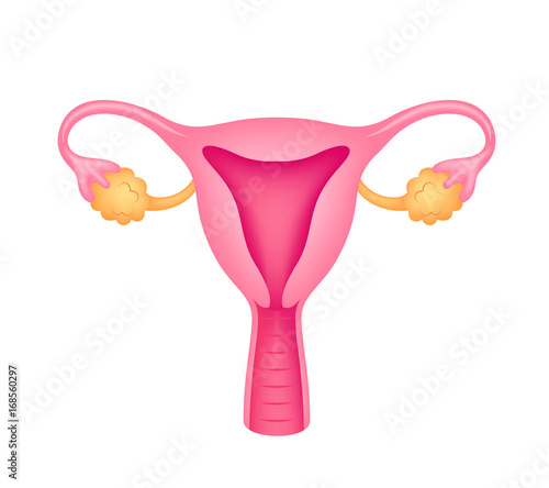 Uterus illustration. Human internal organs, isolated on white background.