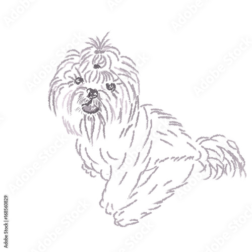 Fototapeta Naklejka Na Ścianę i Meble -  A funny picture of a Shih Tzu dog. 2018 year of the dog. illustration.