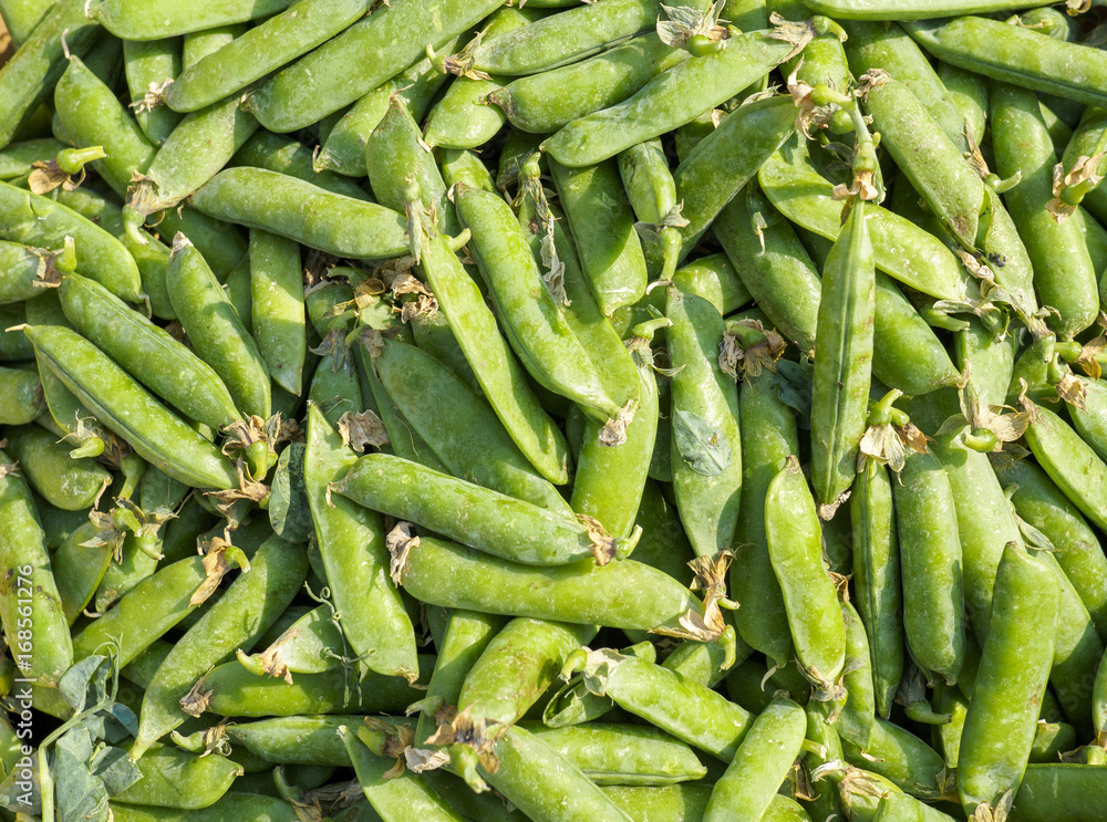 Background of lots of green snow peas Background of lots of green snow peas