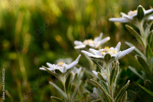 Edelweiss flowers in nature