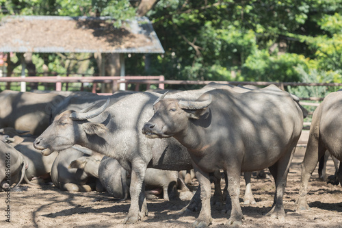 Water buffalo herd in stable.