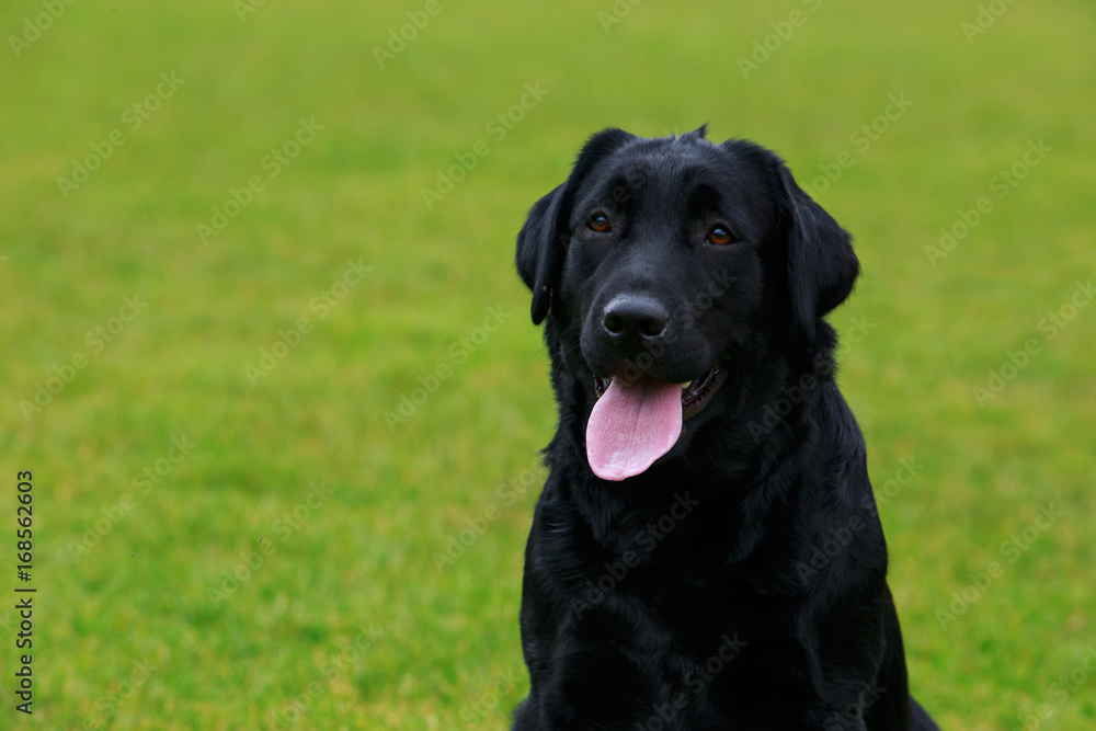 dog breed Labrador