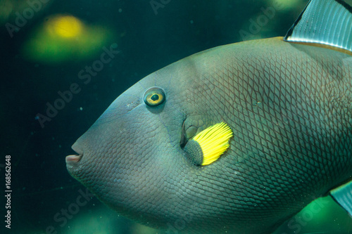 Pinktail triggerfish with yellow fins Melichthys vidua photo