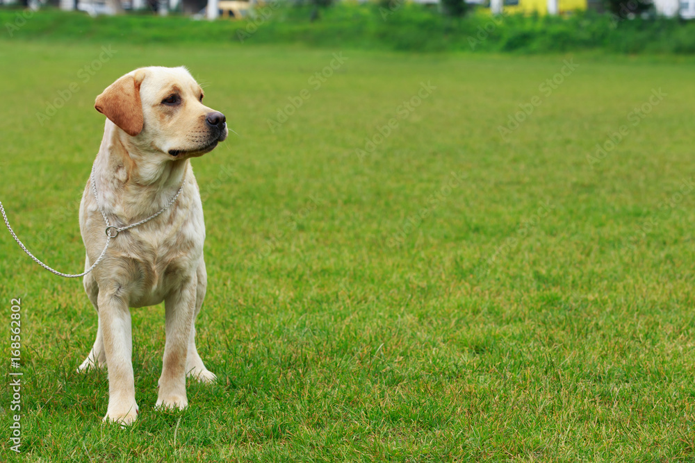 dog breed Labrador