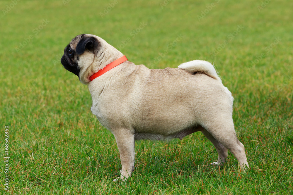 pug dog breed