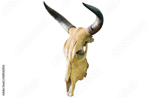 Skull of a horned animal