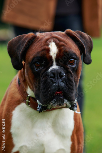 Dog breed Boxer © deviddo