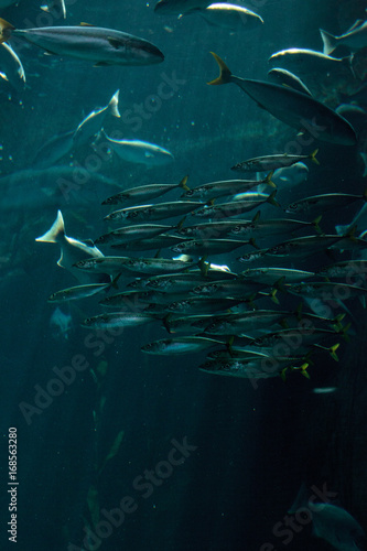 Pacific chub mackerel Scomber japonicus school photo