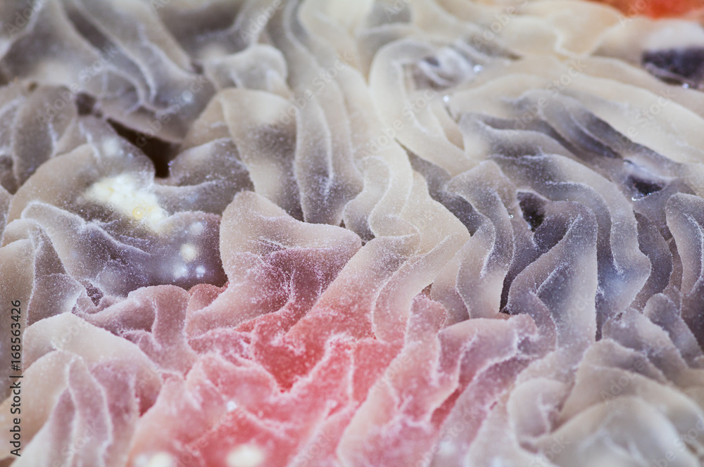 Abstraction. Macro close-up of fruit dessert surface Abstraction. Macro close-up of fruit dessert surface